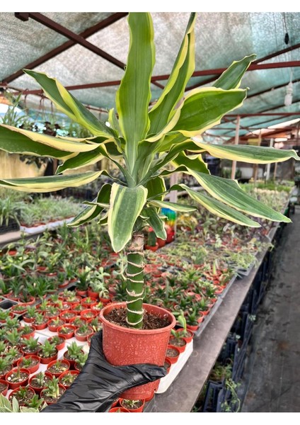 Dracaena Fragrans Gold Tek Gövdeli 40-50CM