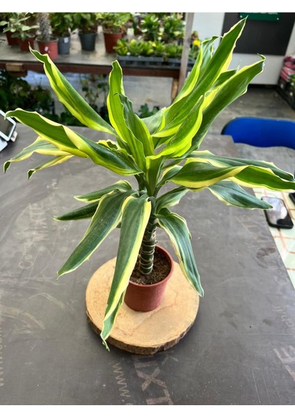 Dracaena Fragrans Gold Tek Gövdeli 40-50CM modelleri