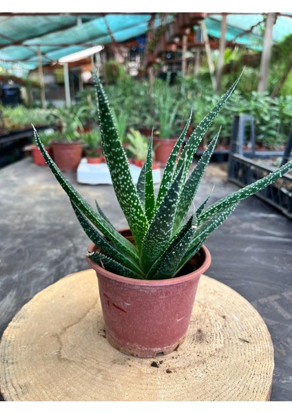 Haworthia Sukulent 8.5 cm Saksıda