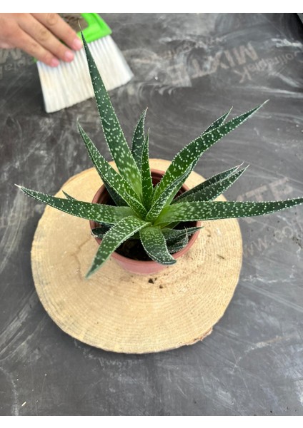 Haworthia Sukulent 8.5 cm Saksıda fiyatları
