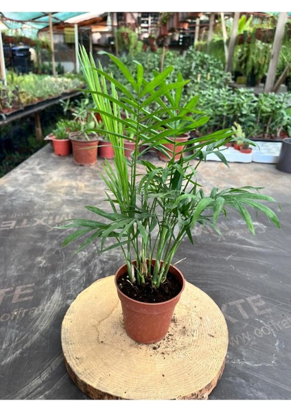 Chamaedorea Elegans Dağ Palmiyesi (40-50CM)