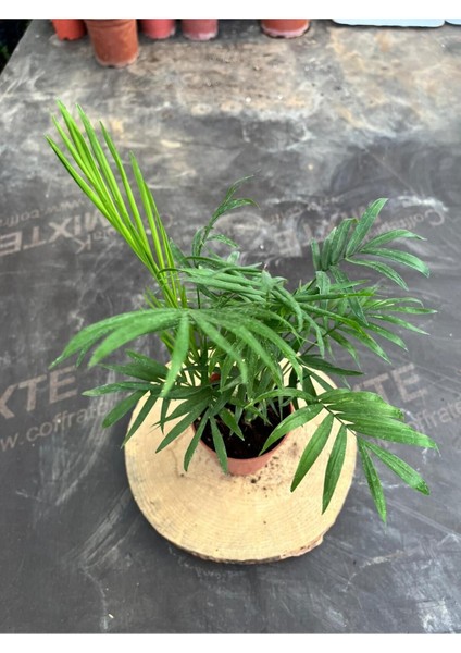 Chamaedorea Elegans Dağ Palmiyesi (40-50CM) fiyatları