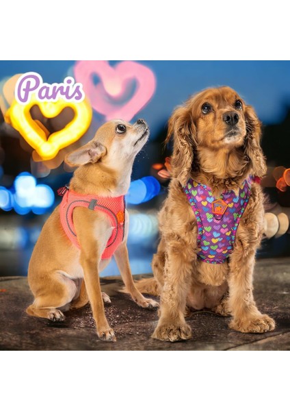Paris 2li Air-Mesh Köpek Göğüs Tasması Kedi Göğüs Tasması Köpek Tasması