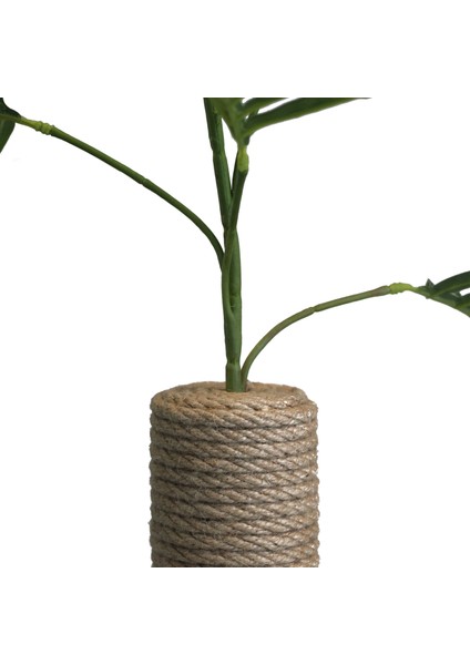 Olive - Petody Doğal Ahşap Kedi Tırmalama Ağacı modelleri