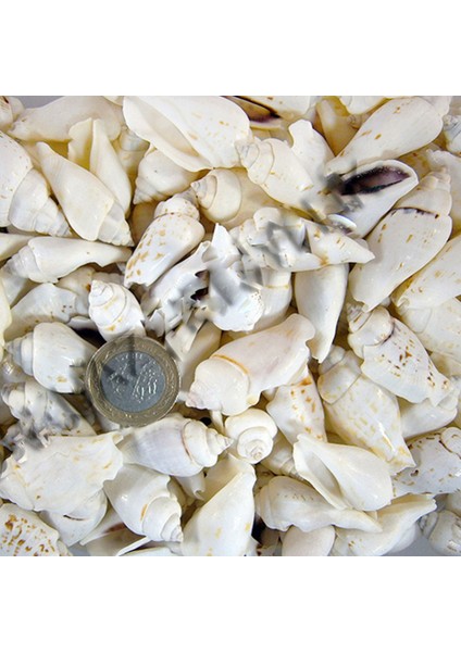 White Seula Kiloluk Deniz Kabuğu (1 Kg)