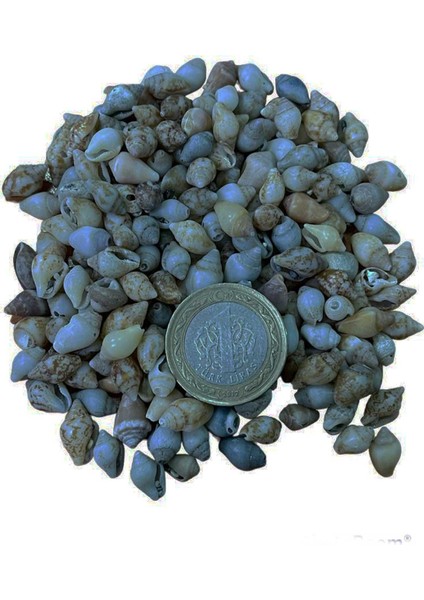 Nassa Shell Kiloluk Deniz Kabuğu 250 gr Yerli