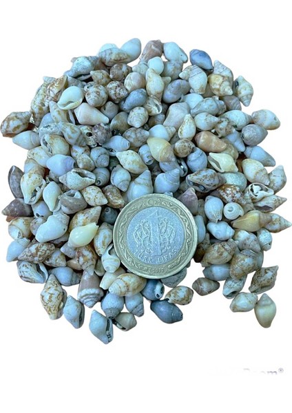 Nassa Shell Kiloluk Deniz Kabuğu 250 gr Yerli modelleri