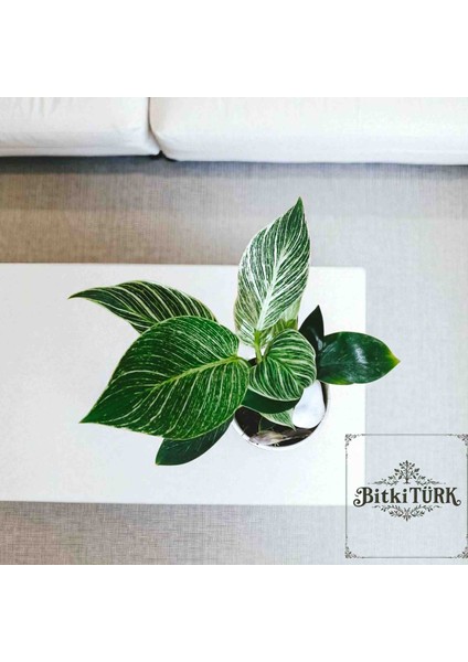 -Seramik Saksıda Ithal Salon Alacalısı Iç Mekan Ofis Salon Hediyeli Bitkiler