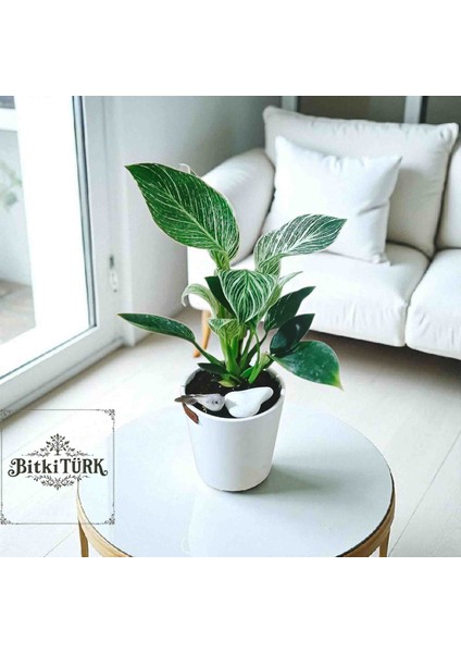 -Seramik Saksıda Ithal Salon Alacalısı Iç Mekan Ofis Salon Hediyeli Bitkiler fiyatları