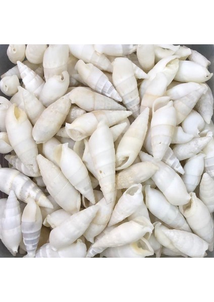 Vertagus Kiloluk Deniz Kabuğu (1 Kg)