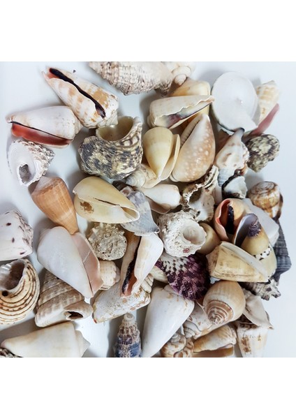 Mixed Shells Büyük Kiloluk Deniz Kabuğu (1 Kg)
