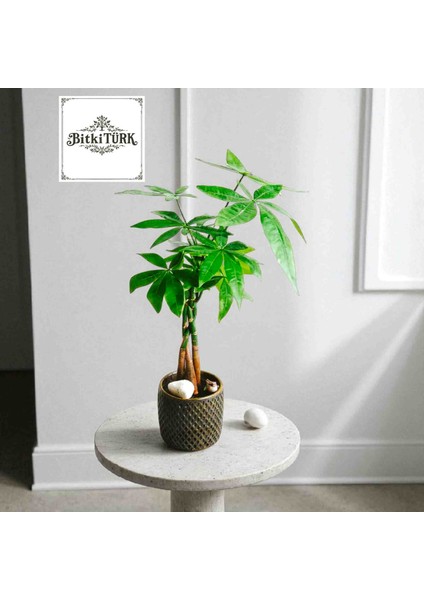-Beton Saksıda Ithal Pachira Para Ağacı Salon Ofis Iç Mekan Bitkileri