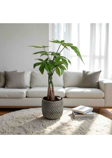 -Beton Saksıda Ithal Pachira Para Ağacı Salon Ofis Iç Mekan Bitkileri fiyatları
