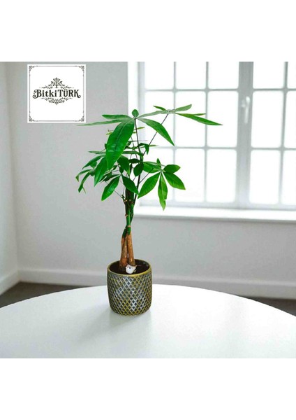 -Beton Saksıda Ithal Pachira Para Ağacı Salon Ofis Iç Mekan Bitkileri modelleri