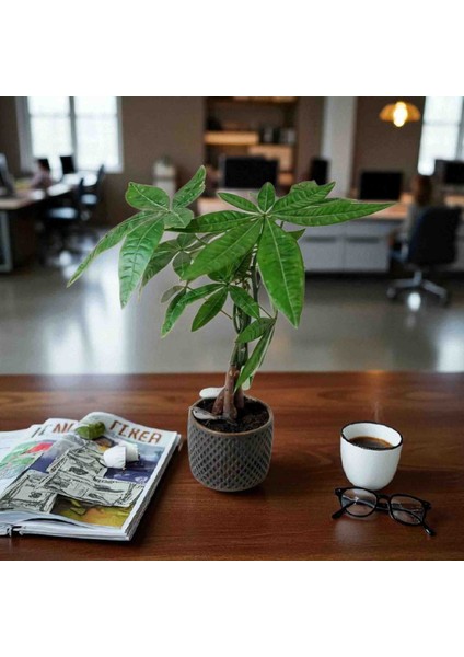 -Beton Saksıda Ithal Pachira Para Ağacı Salon Ofis Iç Mekan Bitkileri fırsatları