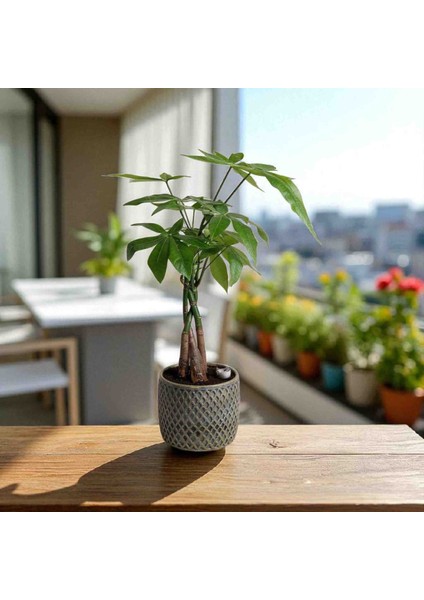 -Beton Saksıda Ithal Pachira Para Ağacı Salon Ofis Iç Mekan Bitkileri indirimleri
