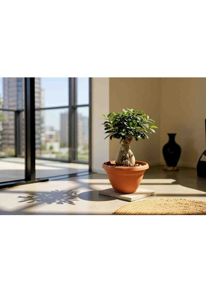 -Ithal 2000GR Aşılı Gınseng Bonsai Salon Çiçeği Iç Mekan Bitkisi Çiçek