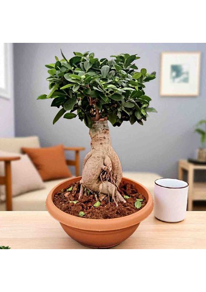 -Ithal 2000GR Aşılı Gınseng Bonsai Salon Çiçeği Iç Mekan Bitkisi Çiçek fiyatları