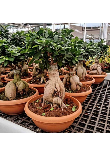 -Ithal 2000GR Aşılı Gınseng Bonsai Salon Çiçeği Iç Mekan Bitkisi Çiçek modelleri