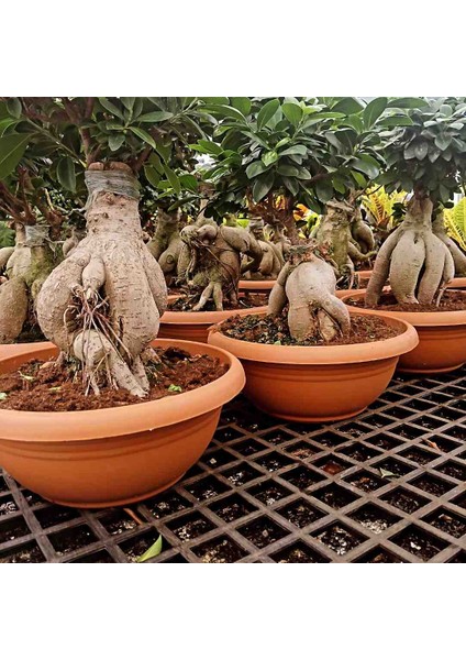 -Ithal 2000GR Aşılı Gınseng Bonsai Salon Çiçeği Iç Mekan Bitkisi Çiçek fırsatları