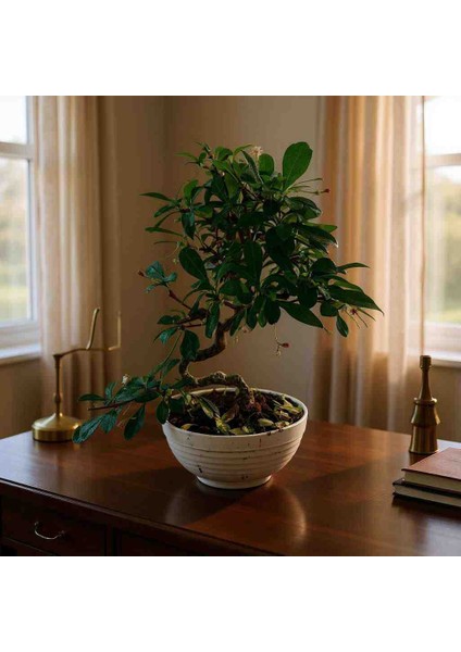 -Ithal Carmoni Bonsai Salon Iç Mekan Bitkileri Çiçek Ofis modelleri