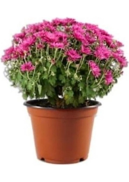 Mixed Color Chrysanthemum Karışık Renk Kasımpatı Krizantem Saksılı 10-20 cm