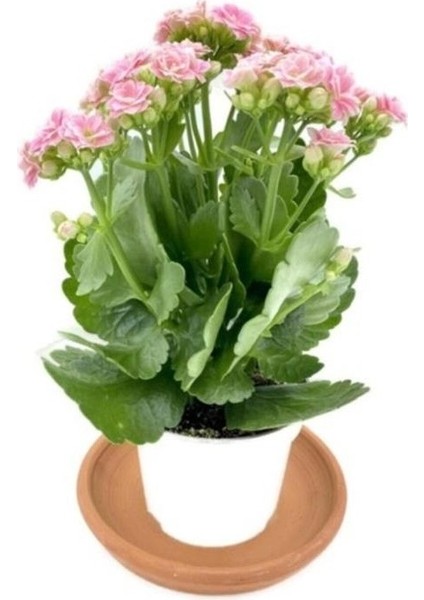 Kalanchoe Flower Seedling Kalanchoe Çiçeği Fidanı (Kalanşo) Pembe 10-20 cm