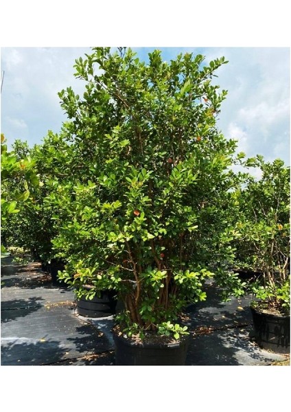Laurel Seedling Defne Fidanı 20-40 cm fiyatları