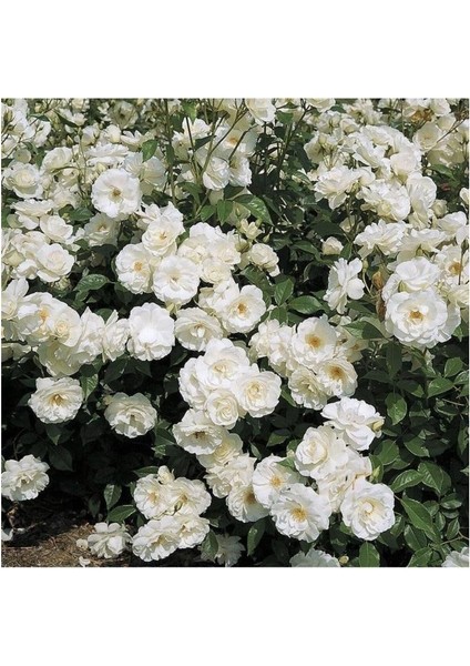 White Evergreen Ivy Rose Beyaz Yediveren Sarmaşık Gül Fidanı 5 Adet 15-25 cm
