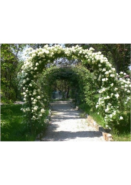 White Evergreen Ivy Rose Beyaz Yediveren Sarmaşık Gül Fidanı 5 Adet 15-25 cm fiyatları