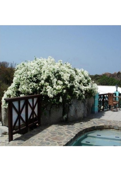 White Evergreen Ivy Rose Beyaz Yediveren Sarmaşık Gül Fidanı 5 Adet 15-25 cm modelleri