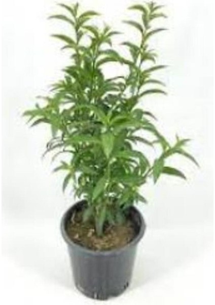 Lemon Balm Seedling Perfume Flower Seedling Melisa Fidanı Parfüm Çiçeği Fidanı 10-30 cm