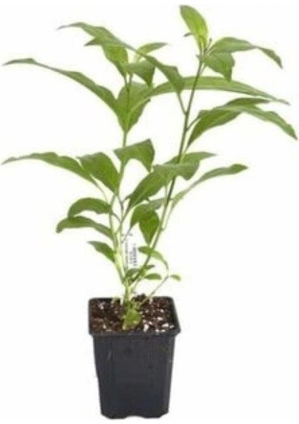 Lemon Balm Seedling Perfume Flower Seedling Melisa Fidanı Parfüm Çiçeği Fidanı 10-30 cm fiyatları