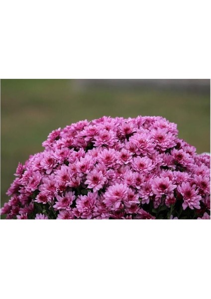 Pembe Kasımpatı Çiçeği Fidanı Saksılı 10-20 cm fiyatları