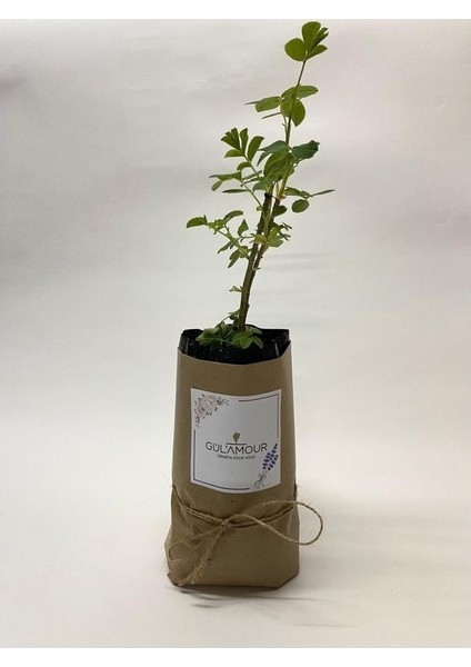 Isparta Rose Seedling Isparta Gülü Fidesi Rosa Damascena Isparta Gülü 10-20 cm fiyatları