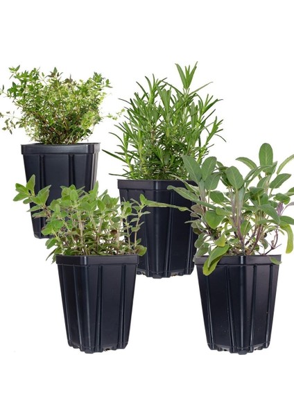 Thyme Lavender Set Of Two Kekik Lavanta Ikili Set 10-20 cm