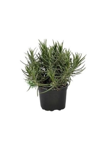 Thyme Lavender Set Of Two Kekik Lavanta Ikili Set 10-20 cm modelleri