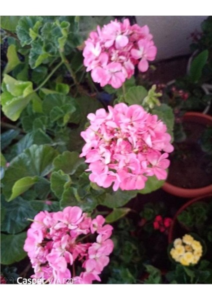 Pembe Sardunya Çiçeği Fidesi 10-20 cm