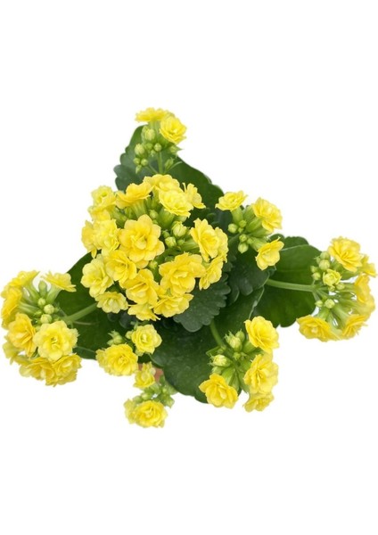Yellow Kalanchoe Seedling Sarı Kalanchoe Fidanı (Kalanşo) 10-20 cm