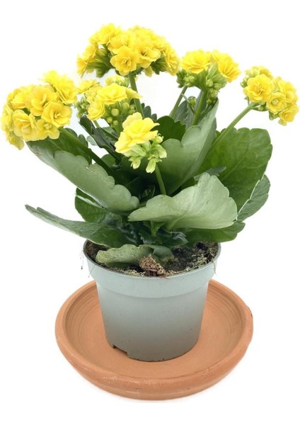 Yellow Kalanchoe Seedling Sarı Kalanchoe Fidanı (Kalanşo) 10-20 cm fiyatları