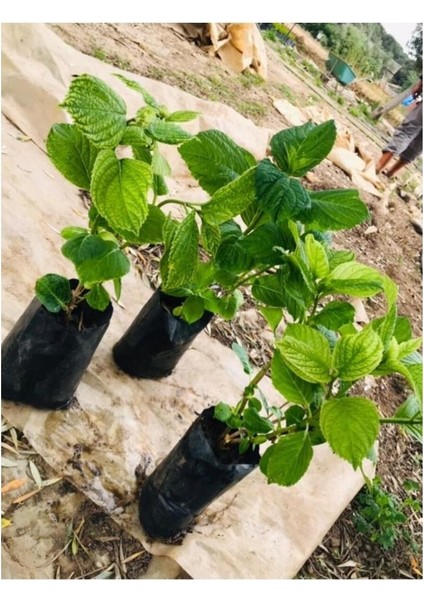 Canlı Ortanca Çiçeği Fidanı Fuşya Renk 10-20 cm