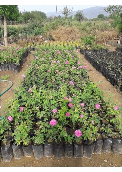 Fragrant Real Isparta Rose Seedling Bol Kokulu Gerçek Isparta Gülü Fidanı 10-20 cm