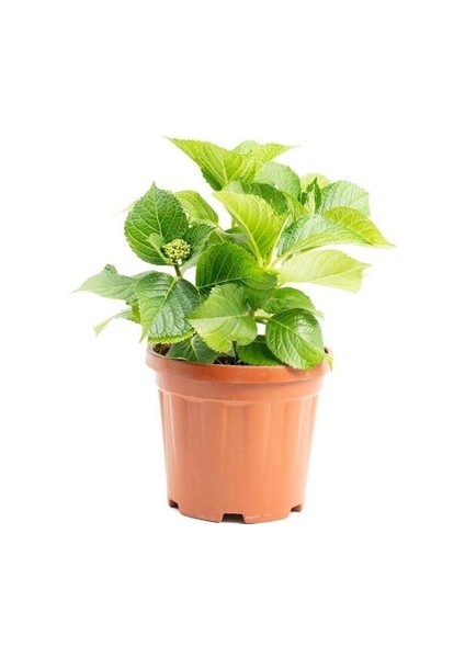 Ortanca Çiçeği Fidanı Beyaz Renk 10-20 cm fırsatları