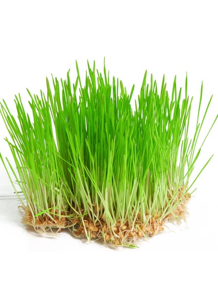 Yerli Buğday Mikro Yeşillik Tohumu, 15 Gram