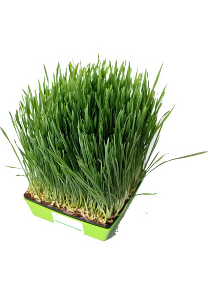 Yerli Buğday Mikro Yeşillik Tohumu, 15 Gram fiyatları