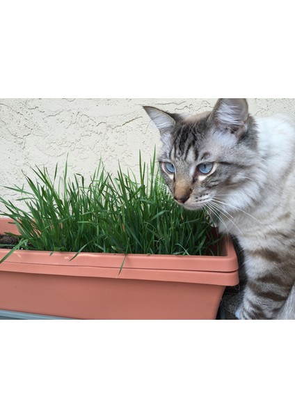 Doğal Kedi Çimi, Buğday Tohumu, 1 kg