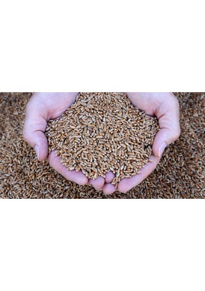 Çim Suyu Için Doğal Buğday Tohumu 100 Gram fiyatları