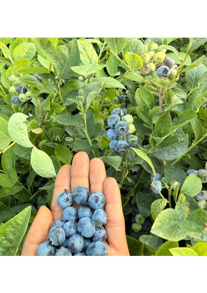 Hasat Garantili 1 Yaş Yaban Mersini Fidanı - Üzerinde Meyvesiyle Gönderilir