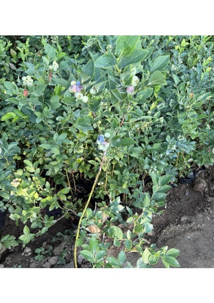Hasat Garantili 1 Yaş Yaban Mersini Fidanı - Üzerinde Meyvesiyle Gönderilir fiyatları