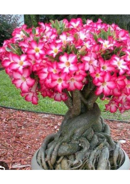 5 Yaşında Bol Tomurcuklu Çöl Gülü (Adenium) Bonsai Saksı Çiçeği - Özel Cins Salon Bitkisi